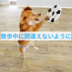 散歩中にやってはいけないごほうびの使い方
