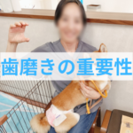 愛犬の歯磨きは必須！若いうちに始めるケアの重要性とは