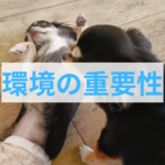 子犬の性格は飼い主がつくる！環境が与える影響と正しい向き合い方