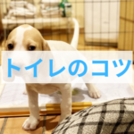 トイレがうまくいかない理由は場所？子犬の気持ちを考えたしつけの準備