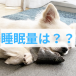わんちゃんの睡眠時間はどれくらい？適切な睡眠環境と量を解説