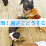 雨の日や暑い夏！わんちゃんのストレス解消に大切な遊びの時間