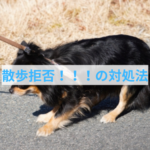 散歩拒否にごほうびで釣った時のデメリット