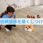 愛犬と仲良く暮らす秘訣