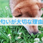 【実は大切⁉】子犬が歩かない意外な理由