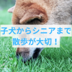 子犬からシニアまで散歩が大切な理由