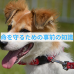 散歩中に愛犬の命を守る為の3つのポイント