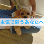 愛犬の健康寿命は飼い主さんしか作れない⁉今日から始める健康への第一歩