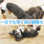 他のわんちゃんとのコミュニケーションは1日でも早く
