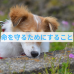 散歩中に車とかに飛び込んでしまう時の対処法