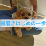 正しい歯磨きの第一歩は信頼関係⁉