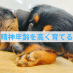 パワフルな子犬もしつけがうまくいく2つのポイント