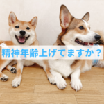 わんちゃんの「精神年齢」が上がる方法
