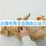 わんちゃんがお腹を見せる理由とは？
