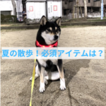 夜の散歩に必ず必要な道具とは？