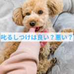 噛み癖を叱ってしつける方法は良いの？悪いの？