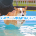 プールを愛犬が楽しんでいるかを見極める方法