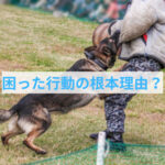 わんちゃんの困った行動の理由は？
