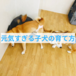 元気な子犬を育てやすい子に教育する方法