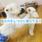 子犬の遊びたい欲求を使ってうまく育てる