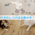 子犬のしつけはお腹の中から？