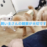 わんちゃんにとって良い経験になるための2つのコツ