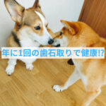 1年に1回の歯石取りで健康になれる⁉