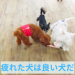 子犬のしつけがうまくいく「１つのポイント」