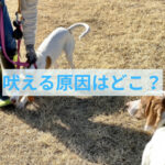 【わんちゃんが吠える】吠えることの意外な原因