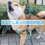 わんちゃんが吠えてしまった時の対処法
