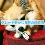 クレートをかじらないようにする２つのチェックポイント