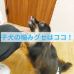子犬の噛みグセにまずおこなうこと