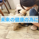 健康で長生きを願って飼い主さんが今からできること