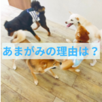 子犬の噛み癖に対する考え方とアプローチ方法