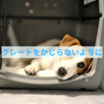 クレートをかじる時の対処法