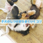 子犬のしつけで一番大切なポイント