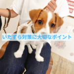 子犬のいたずら対策に大切な心構えと実践ポイント