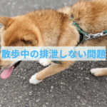 散歩中にトイレをしない時の飼い主さんができること