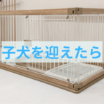 子犬を迎えたらまずここに気をつける１つのこと
