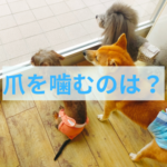 爪を噛むのはストレス⁉大切なのは○○だった