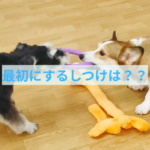 子犬を迎えた後に最初にするしつけとは？