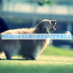 ムダ吠えに対して無視は良いの？