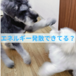 わんちゃんの問題行動の原因は体力⁉