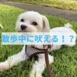 散歩中に吠える時の対処法