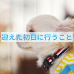 子犬を迎えた初日に飼い主さんがすること