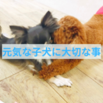 子犬のしつけがうまくいく第一歩