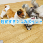 他のわんちゃんと過ごすために飼い主さんが観察するポイント