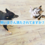 愛犬を幸せにするために飼い主さんがまずすること