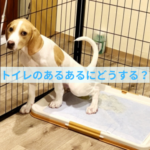 「あっ、ウンチ出る！」飼い主さんがやってしまう失敗と正しい対応法