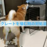 「また噛んでる！」と怒る前に知ってほしいクレートを噛む時の対処法